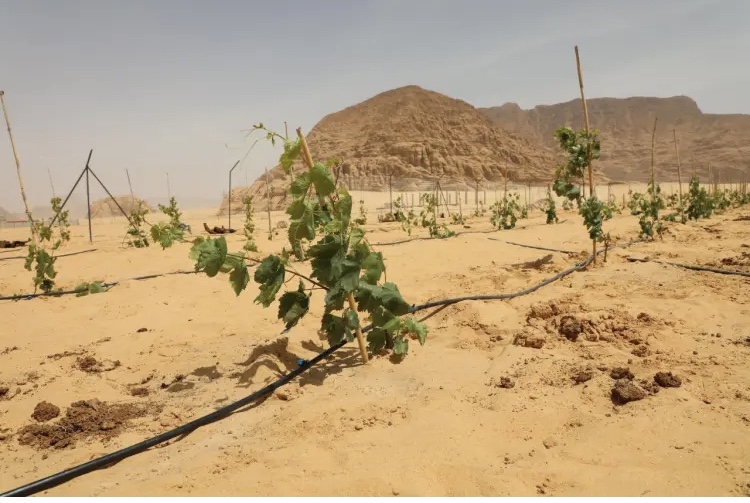 بدعم اليونيسيف “سناء” أول سيدة تدير مزرعة ليمون وعنب في قرى حوض الديسة