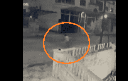 حادثة جديدة .. كلب ضال ينهش طفلا في صويلح