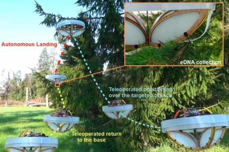 درون تجمع الحمض النووي من الأشجار لإغناء الطبيعة