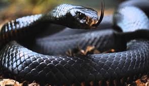 طولها 3.5م.. أفعى سوداء تثير هلع المواطنين وتستنفر الدفاع المدني وبلدية إربد- صور