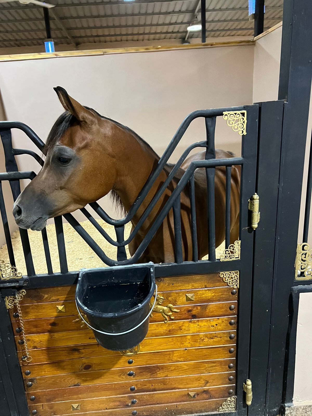 في اضخم عرض للفروسية بالمملكة يفتتح مركز السلطان للفروسية فعالياته اليوم الاحد 17/9/2023 .. والدعوة عامة